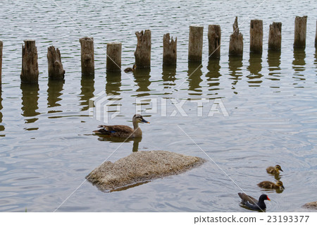 鯉魚小工具的父母和孩子在寺廟公園的池塘 23193377