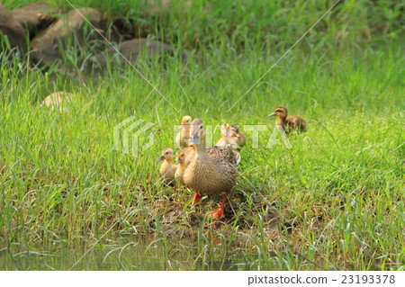 Cargamo的父母和孩子在Terrane公園江邊 23193378