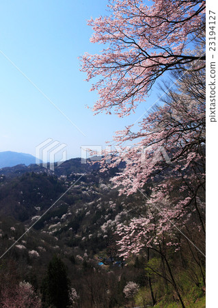春天,長野縣池田町Osakunsekyo 春天,長野縣池田町Osakunsekyo 23194127