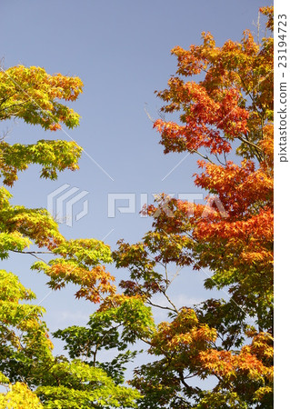 Kinshu 23194723