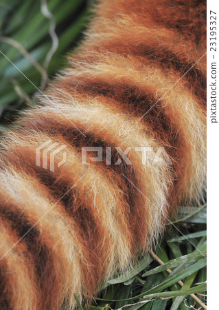 Red panda tail Red panda tail 23195327