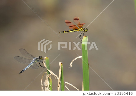 Creatures Insects Coffea Tomatobo, appearance is completely different, but both are scalpel females Creatures Insects Coffea Tomatobo, appearance is completely different, but both are scalpel females 23195416