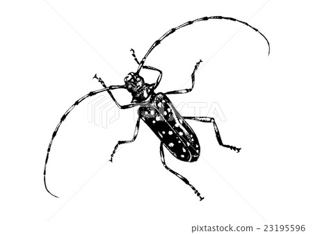 Lady beetle Lady beetle 23195596