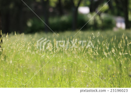 Cazeka Cazeka 23196023