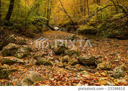 Autumn forest with creek 23196618