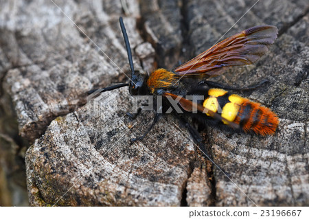 Giant wasp or Scolia Giant wasp or Scolia 23196667