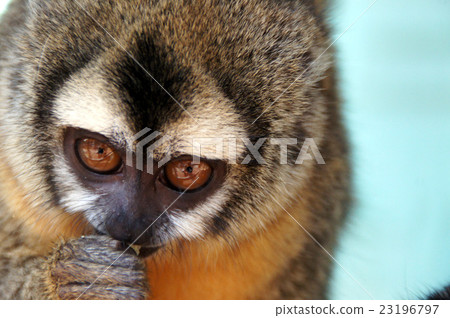 Paraguayan animal 23196797