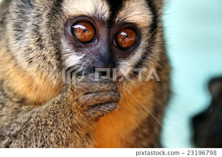 Paraguayan animal 23196798