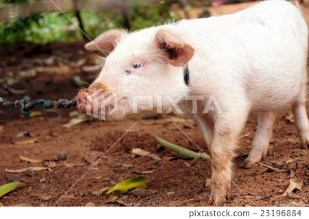 Paraguayan animal 23196884