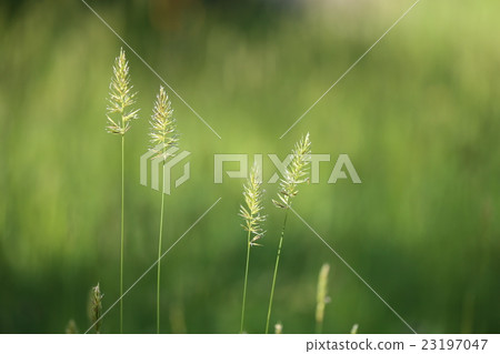 Cazeka Cazeka 23197047