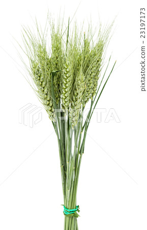 Wheat ears isolated Wheat ears isolated 23197173