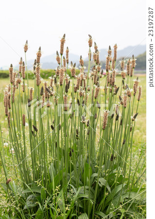 Spring Mountain Wild Grass 23197287