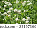 Wax and grass bees 23197390