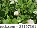 Bee and talking grass 23197391