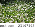  Flower garden 23197392