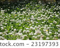  Flower garden 23197393