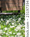 Park flowers 23197394