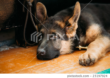 Close Up Young German shepherd Puppy Dog 23197924