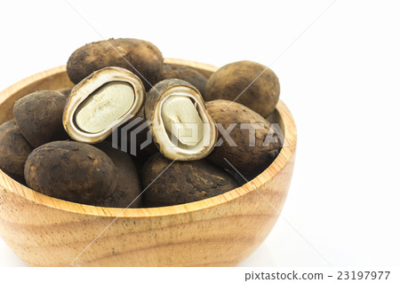 Sliced Barometer Earthstars mushroom. 23197977