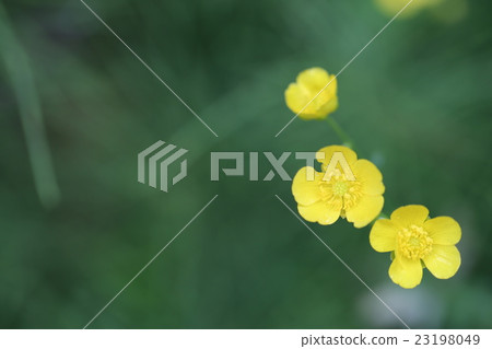 Fox no button Fox no button 23198049