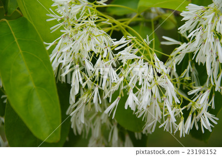 Flower of Nanja Monja Flower of Nanja Monja 23198152