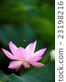 Flowers and honey bees 23198216