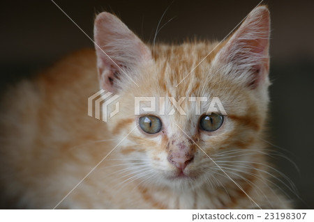 Nora cat Nora cat 23198307