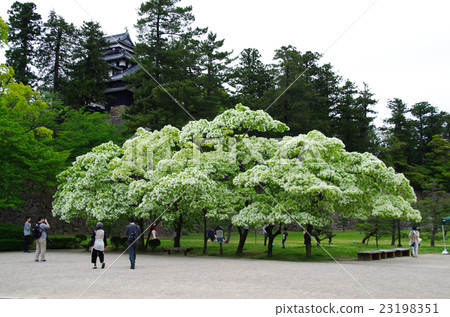 Nanja Monja tree 23198351
