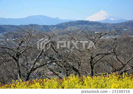 油菜田和富士山 油菜田和富士山 23198558