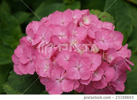 Hydrangea species 01 23198603