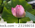 Lotus flower 23198658