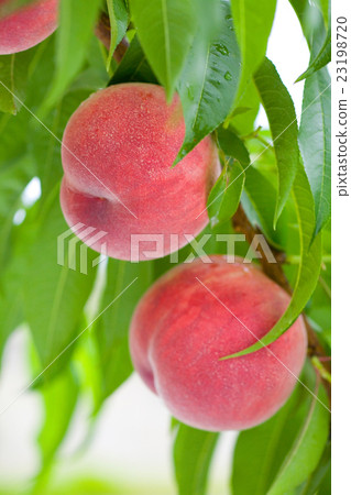 peach peach 23198720