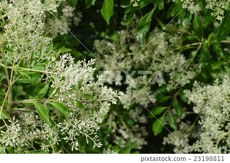 Simonna Neko的花朵 23198811