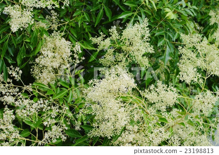 Simonna Neko的花朵 23198813