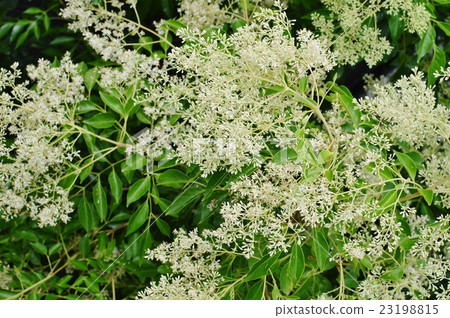 Simonna Neko的花朵 23198815