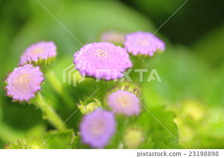 蒂羅爾雛菊 23198898