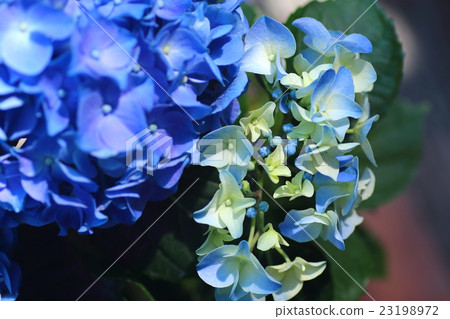 Hydrangea 23198972