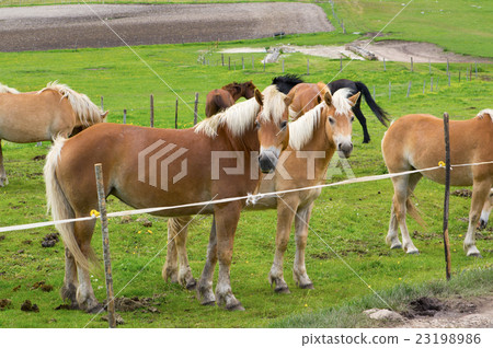 Herd of horses of various colors mountains 23198986