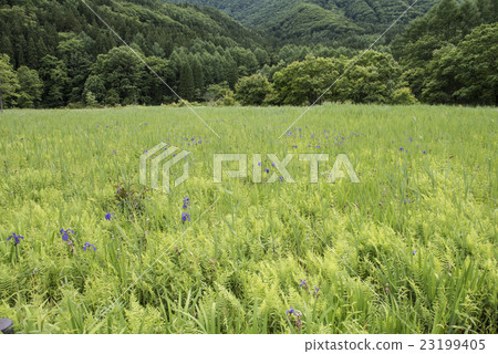 Oysterbata開花的海洋沼澤地 23199405