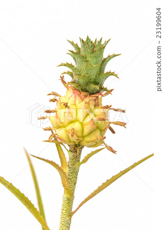 Small pineapple isolated on white background 23199604