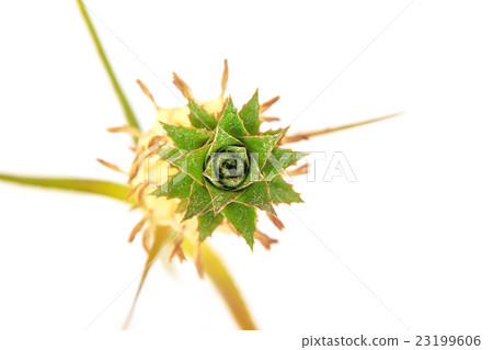 Small pineapple isolated on white background Small pineapple isolated on white background 23199606
