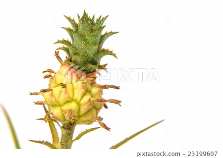 Small pineapple isolated on white background 23199607