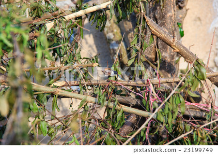 small snake eats a small frog small snake eats a small frog 23199749