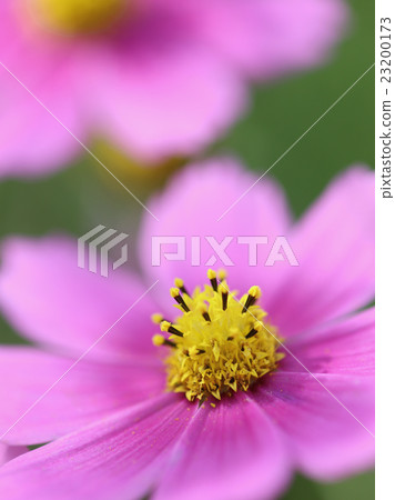 Cosmos flower up 23200173