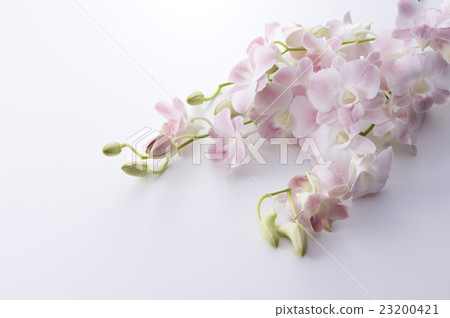 Pink Denfare 23200421