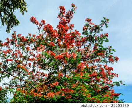 Royal Poinciana flower blooming 23205389