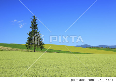 美瑛鎮北海道小山樹 23206323