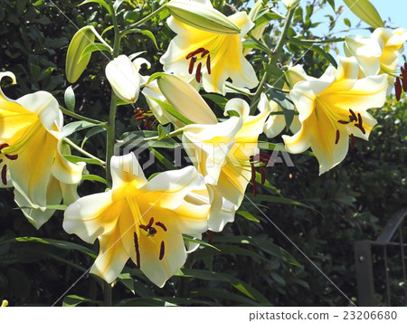 卡薩布蘭卡黃 卡薩布蘭卡黃 23206680