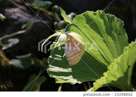 熊花 熊花 23206682