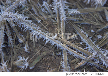 frozen dry grass frozen dry grass 23206686